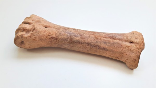 Bison bone Approx. 40,000 years old
